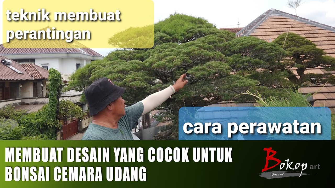 MEMBUAT DESAIN YANG COCOK BUAT BONSAI CEMARA UDANG