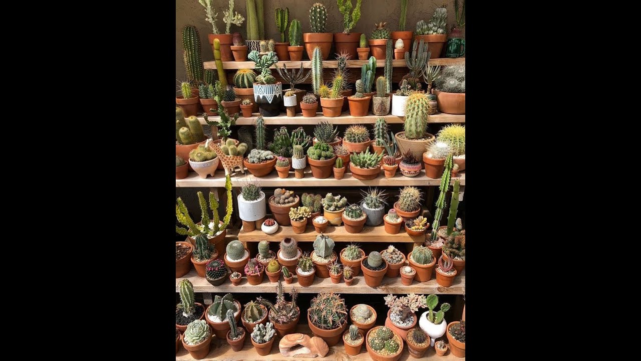 Kaktüslerde Kış Bakımı ve Kaktüslerde Kış Uykusu - Winter Care and Hibernation in Cactus