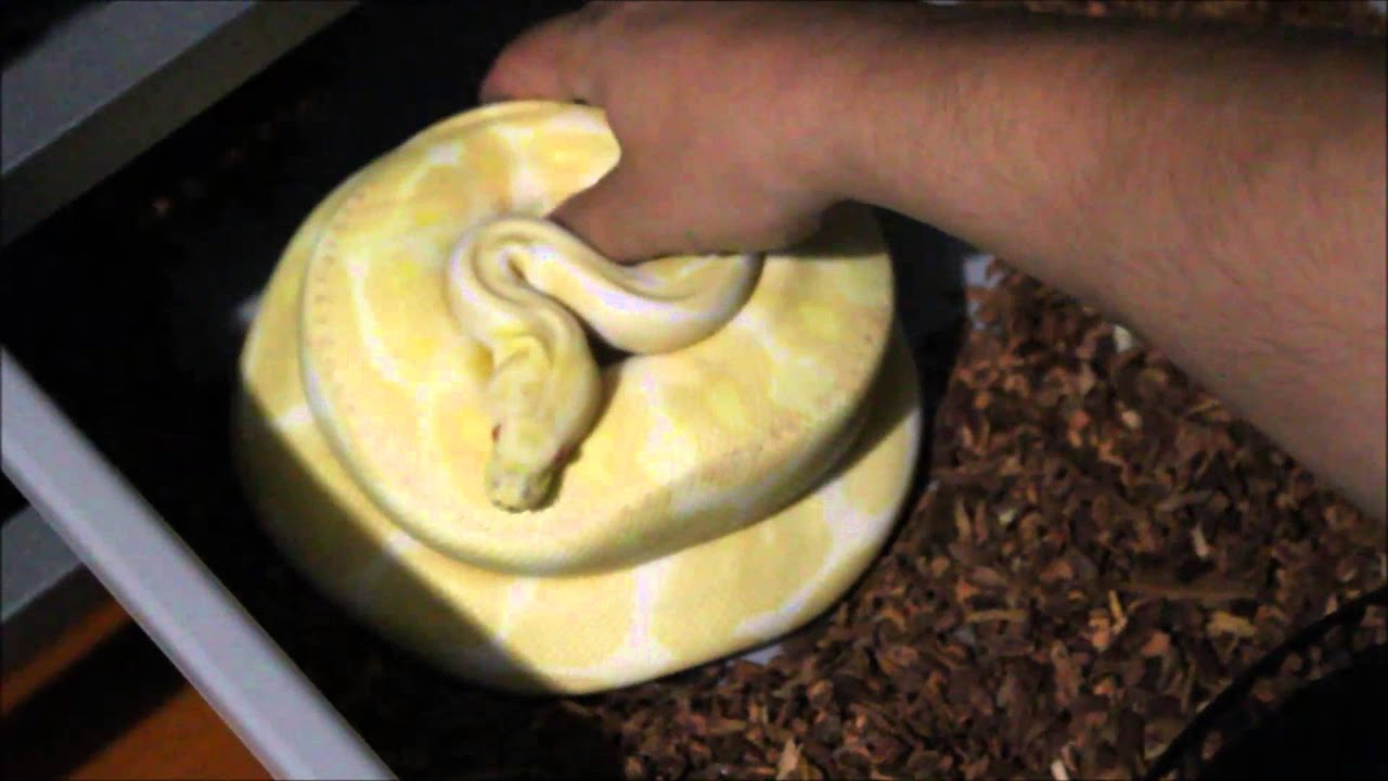 Ball python clutches 4,5,6 in one day 2014
