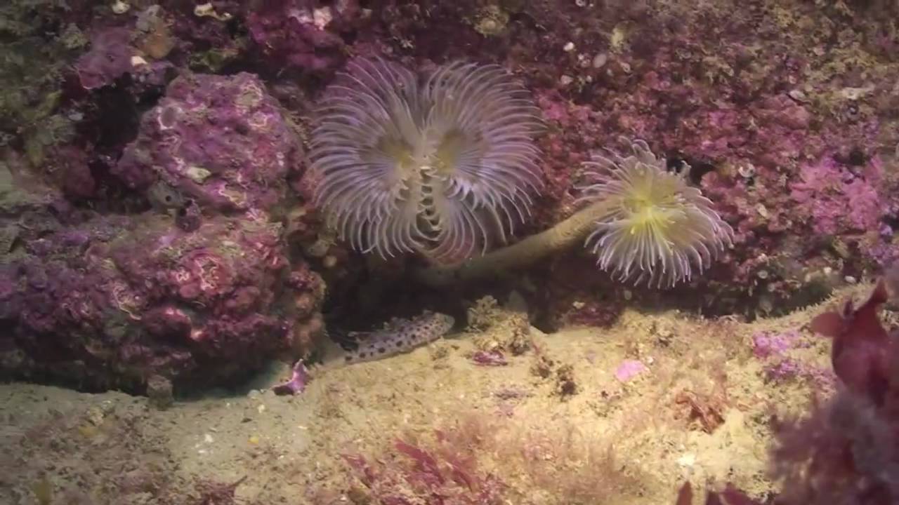 Kimmeridge and Durdle Door - Dorset Wildlife Trust