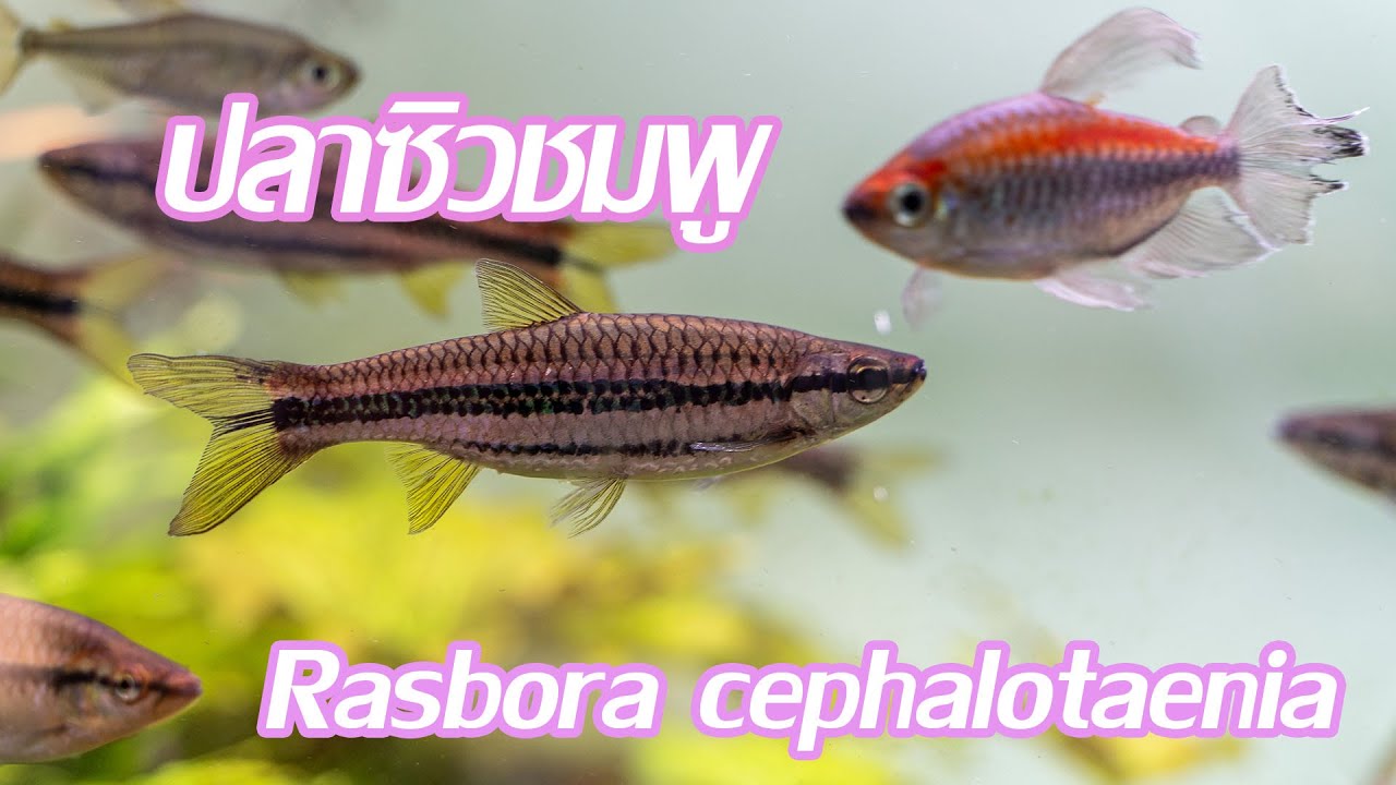 ปลาซิวชมพู Rasbora cephalotaenia ปลาสามประเทศยังไงอ่ะ