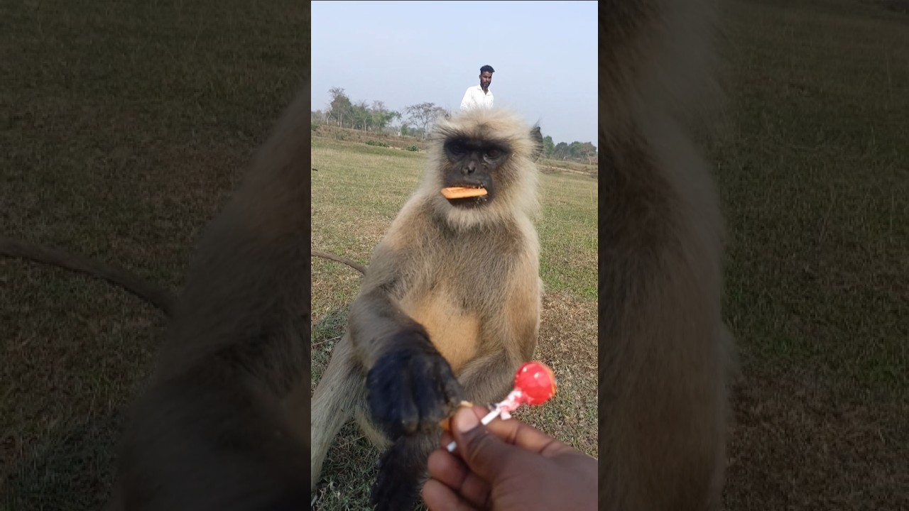 Greedy Monkey Grabs Food Instantly 😲 | Funny & Cute Bandar Video | Wild Monkey Action