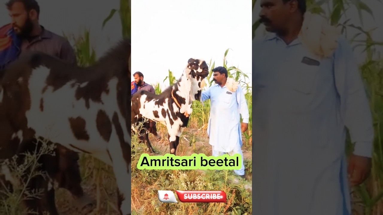 Rustam Bakra❤#Goatfarminginpakistan #viral#viralvideo#animals#viralshorts#like#pet#india#pakistan