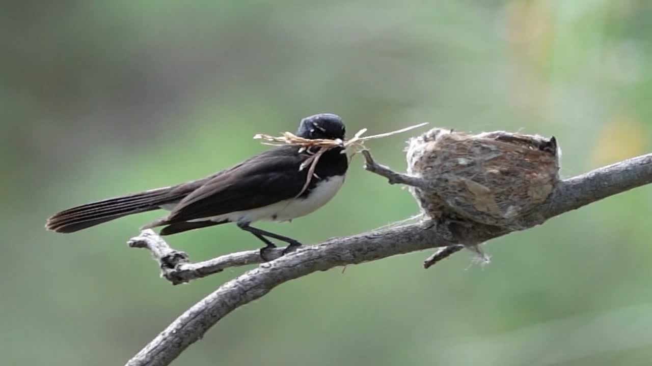 鸟类建巢指南--如何打造一个完善的小窝