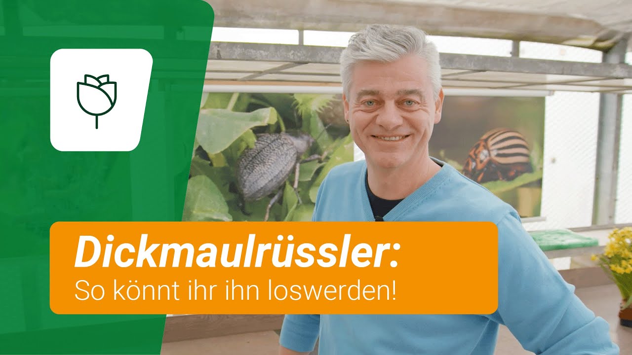 Dickmaulrüssler: So könnt ihr ihn loswerden!