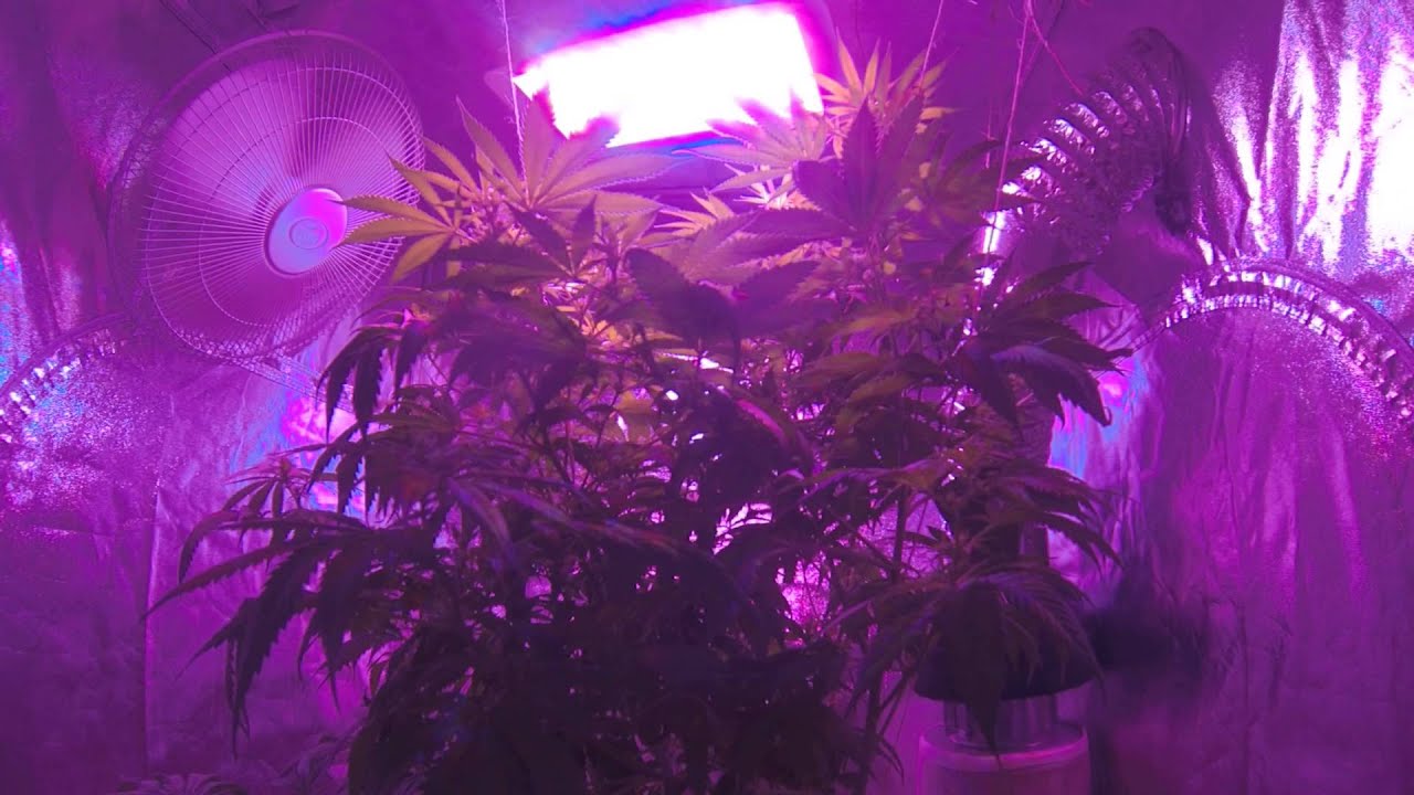 CBD Skunk Haze - week 4 of flower