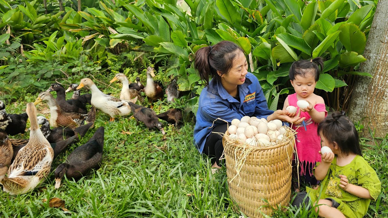 Single mother - harvesting duck eggs to sell at the market - kindness and unexpected encounters
