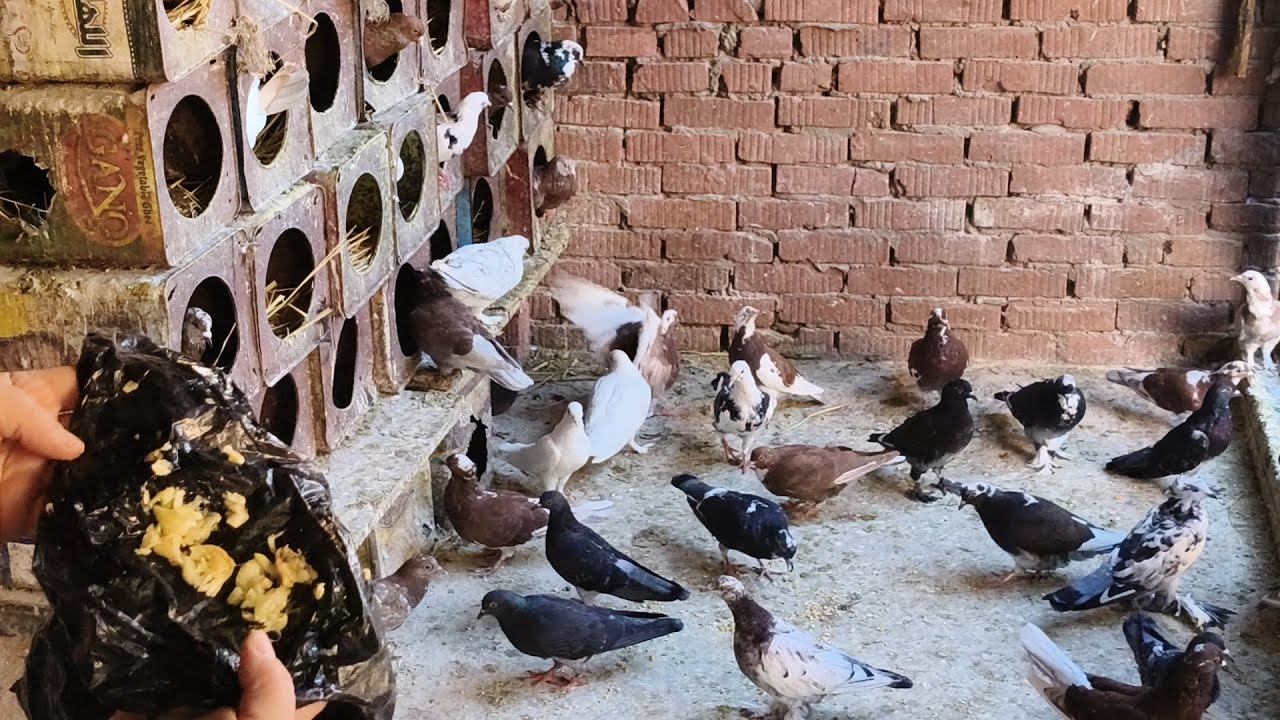 المكون السحرى اللى هيخلى عندك برج حمام كبير بأقل التكاليف