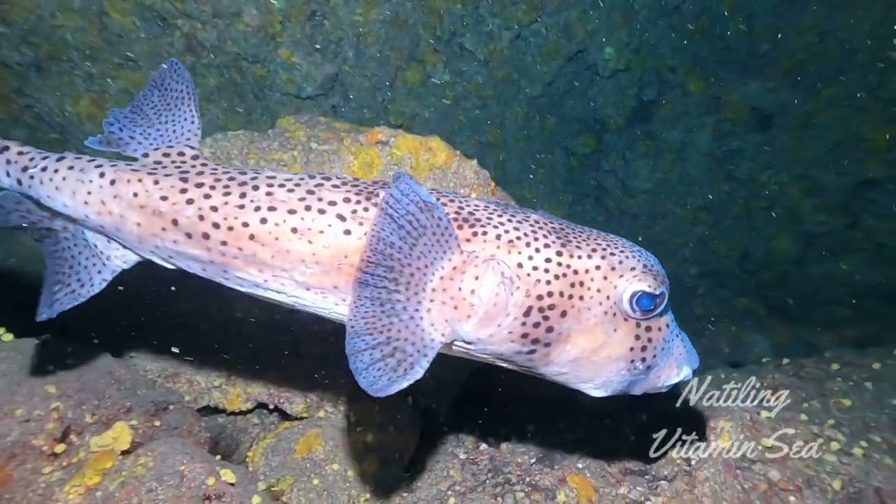 Un buceo espectacular en El Hierro. Agosto 2025.