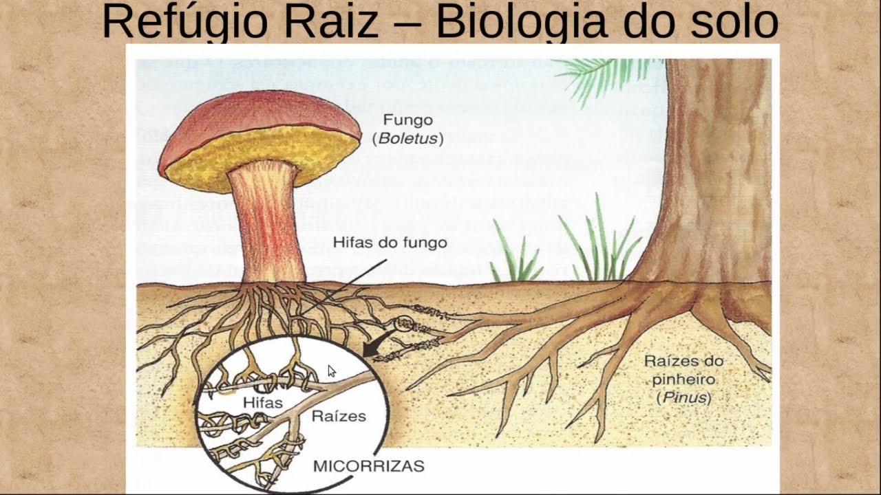 Biologia Do Solo 14 - O Que É Fungo Micorrizas?