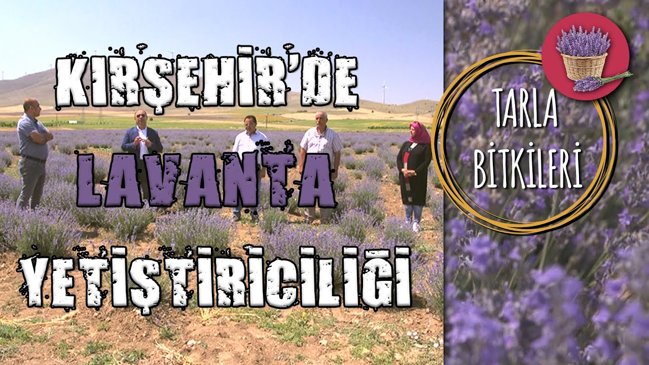 LAVANTA Yetiştiriciliği (Kırşehir) - Tarla Bitkileri #lavanta #lavantayetiştirmek #çiftçitv
