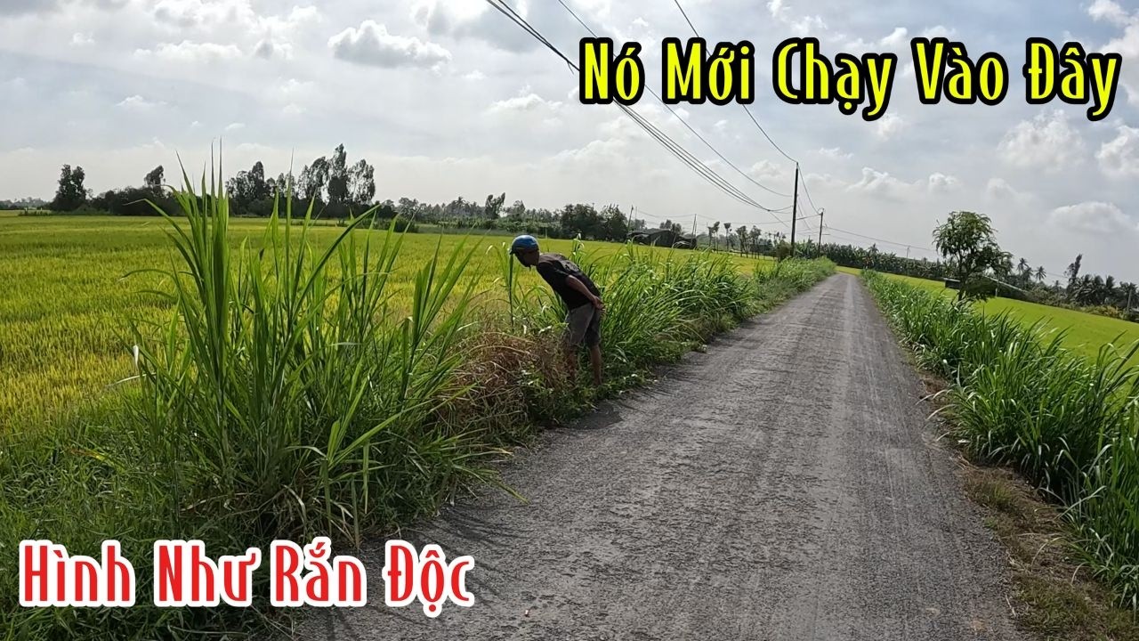 Chạy Đi Đâu Con Rắn Độc | Đam Mê Săn Bắt