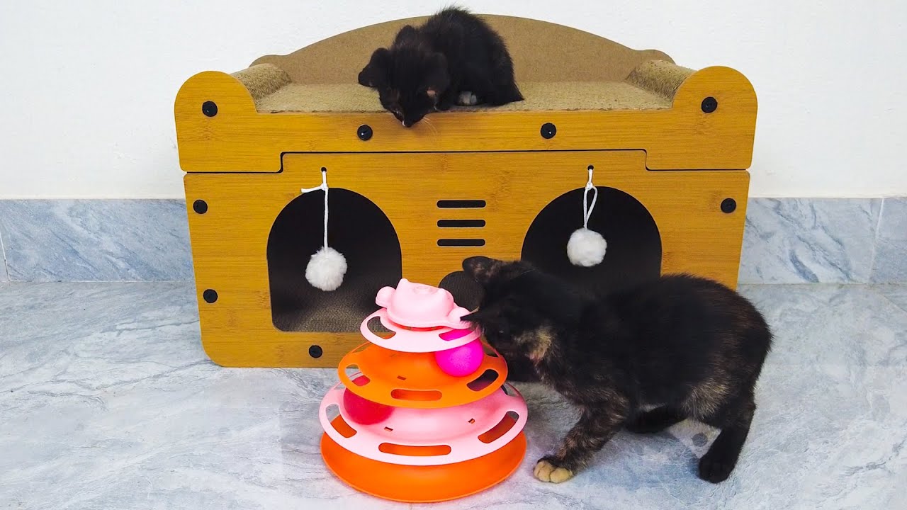 My Cats Are Having So Much Fun Playing With Their Toys! 😻