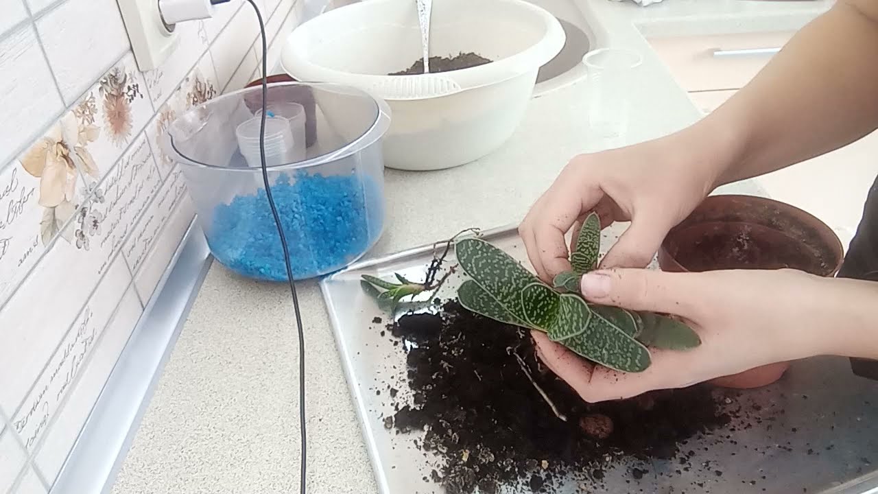 Гастерия отделение деток.