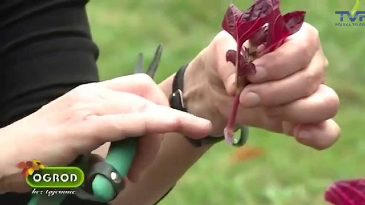 ogrod bez tajemnic ,,Rośliny kwitnące do późnej jesieni''