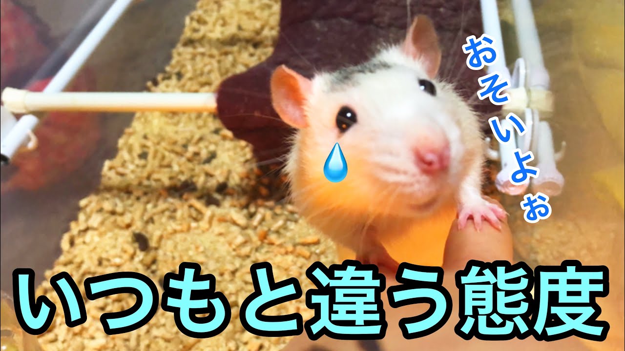 ファンシーラットが長いお留守番をすると、こうなります。