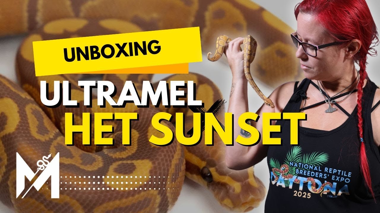 Unboxing Our Most EXCITING Pickup Yet | Ultramel Het Sunset
