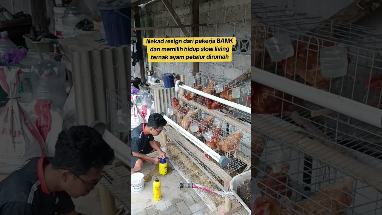 ternak ayam petelur pemula skala rumahan 10 ekor #ayampetelur #slowliving