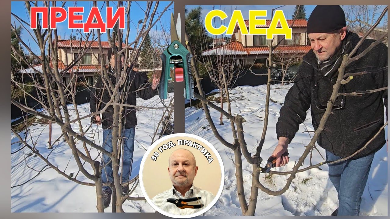 Драстична резитба на изоставена Ябълка.