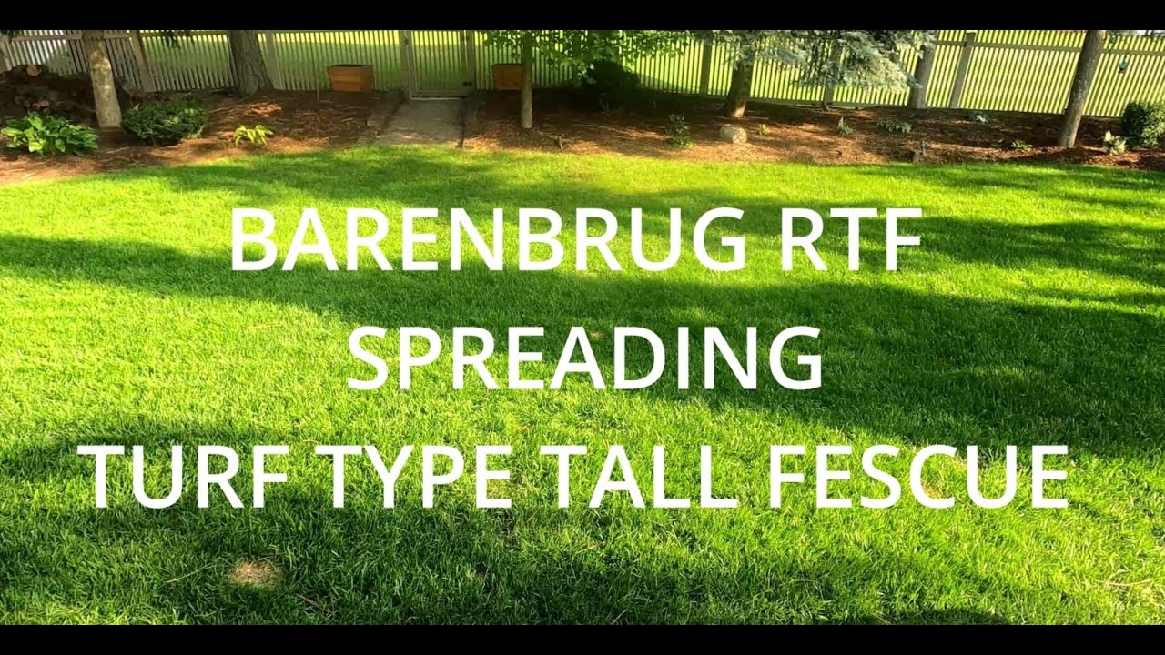 Overseeding With RTF (Barenbrug Spreading Turf Type Tall Fescue)