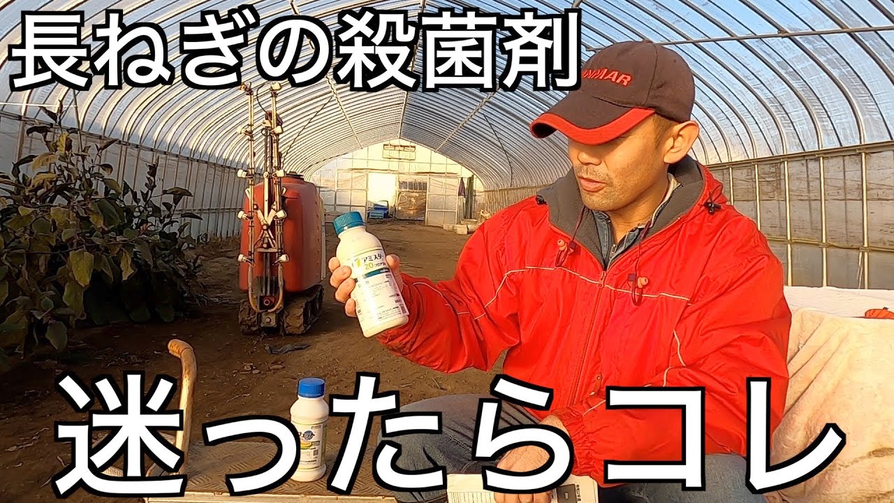 ヤバイくらい効く！オレ的長ネギの殺菌剤Best5