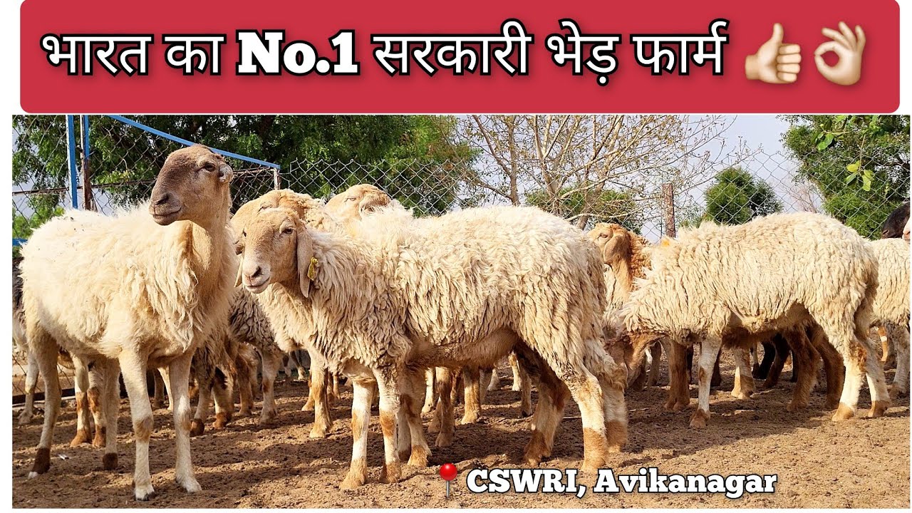 CSWRI Avikanagar की बेस्ट क्वालिटी भेड़ जिनकी पूरे भारत में है डिमांड🔥|Avishaan|Malpura sheep farm|