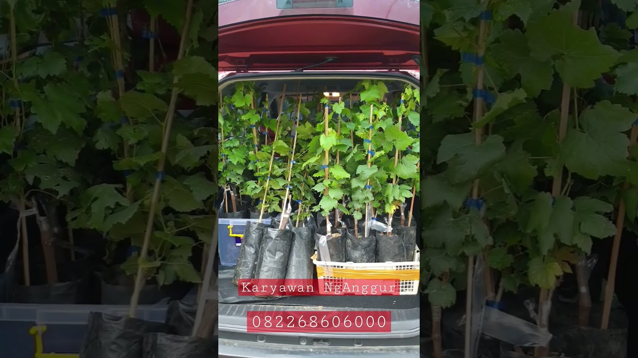 Bibit Anggur Impor Kualitas Bagus #anggur #anggurimport #bibitanggur #budidayaanggur