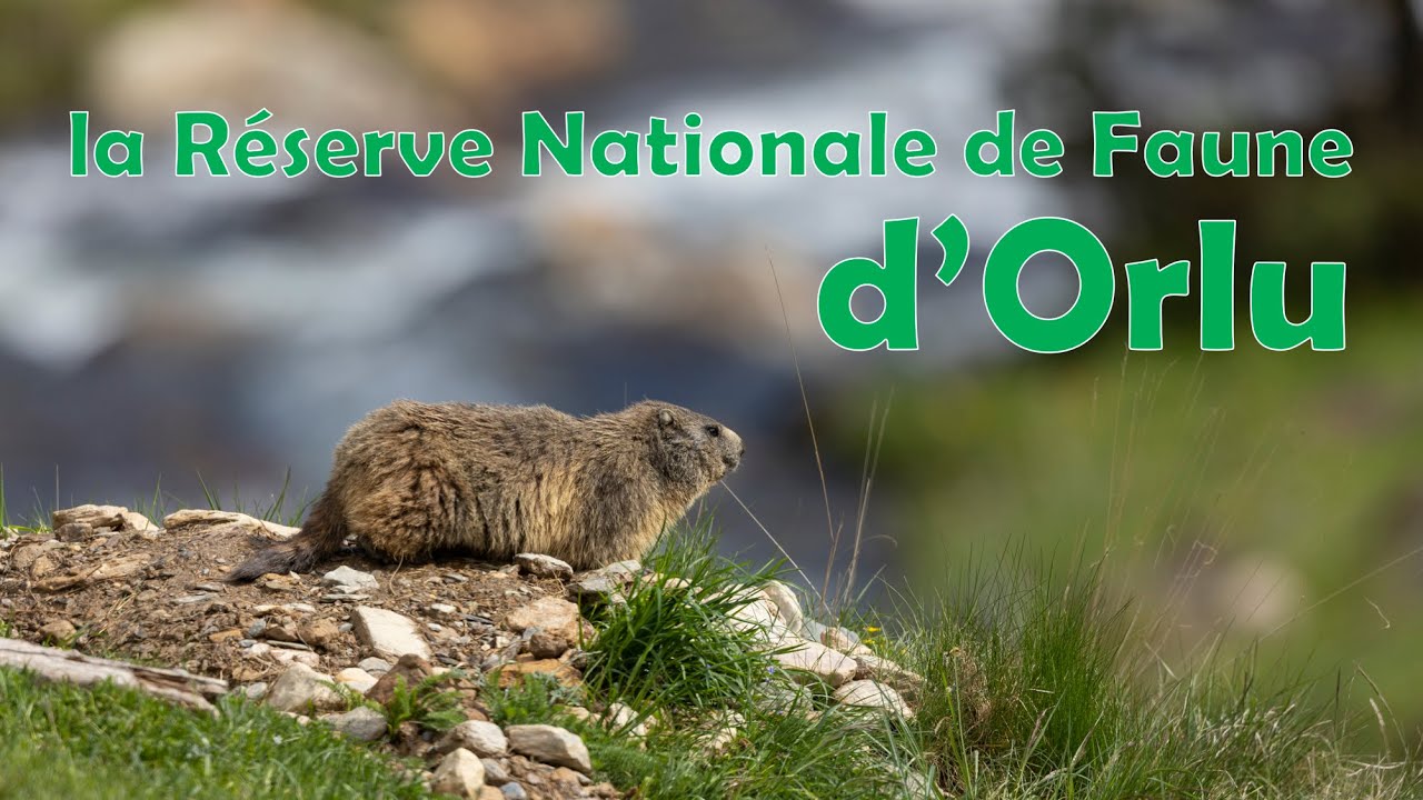 Marmottes et Isards de la Réserve d'Orlu - Pyrénées