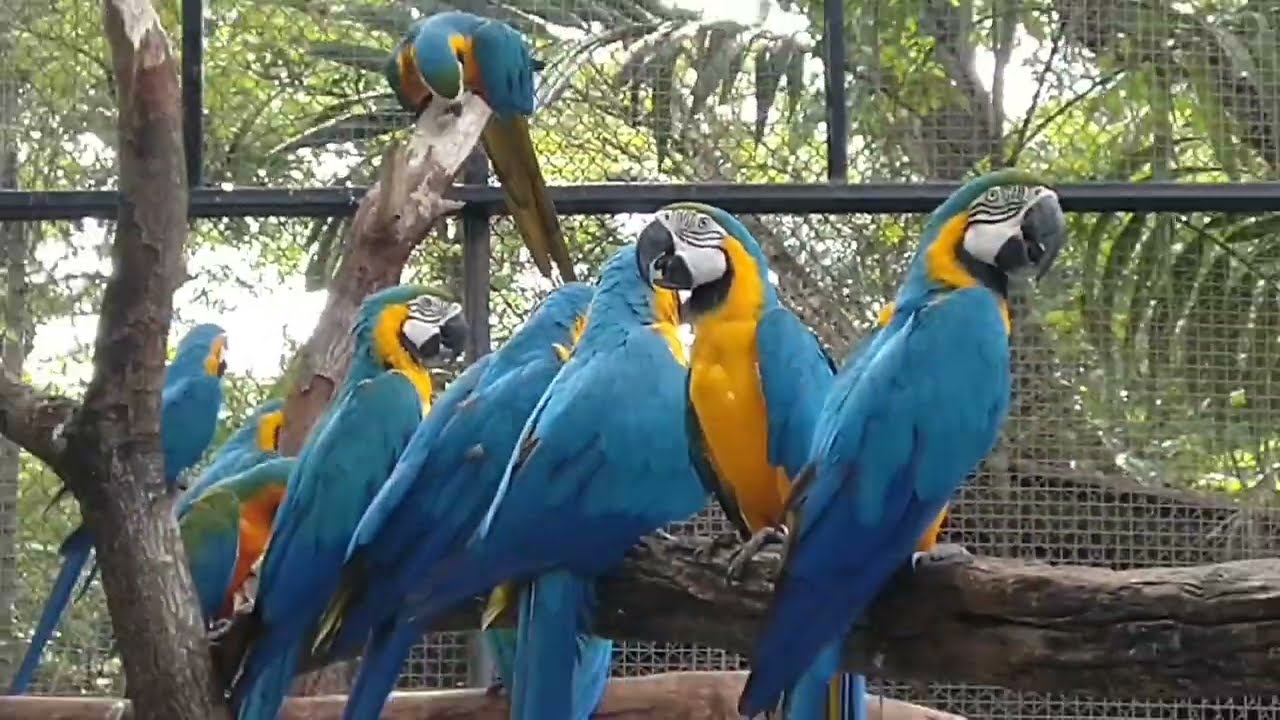 Earth-An Amazing Planet/Nature/Macaw Parrot/Beautiful Macaw