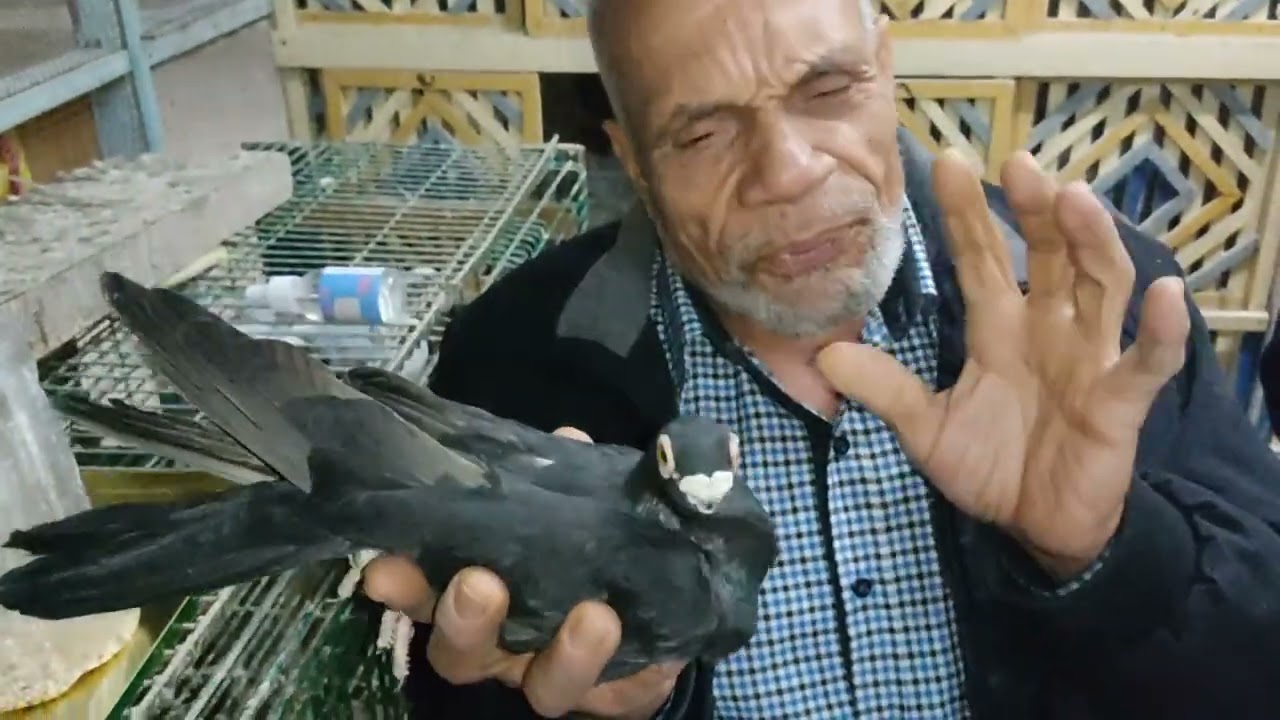 لقاء مع اقدم غواى اسكندرية الجزء الثالث وكل سنة وانتم طيبين