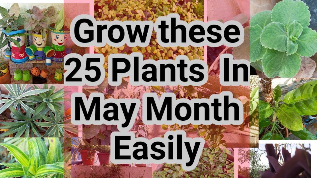 Grow 25 plants in May month //Plant propagation by Cutting and Root division