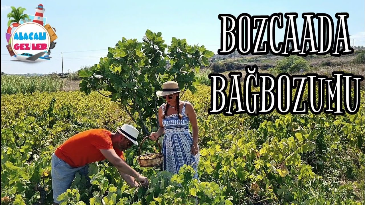 BOZCAADA BAĞ BOZUMU | T&uuml;rkiye'nin En Kaliteli &Uuml;z&uuml;m&uuml;n&uuml; &Ccedil;anakkale'nin En G&uuml;zel Adasında Topladık.