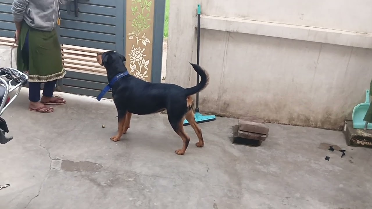 Dolly lemon 🍋 ke sath khel rhi hai 🐕🥰#youtube #video #rottweiler #dog #lover 