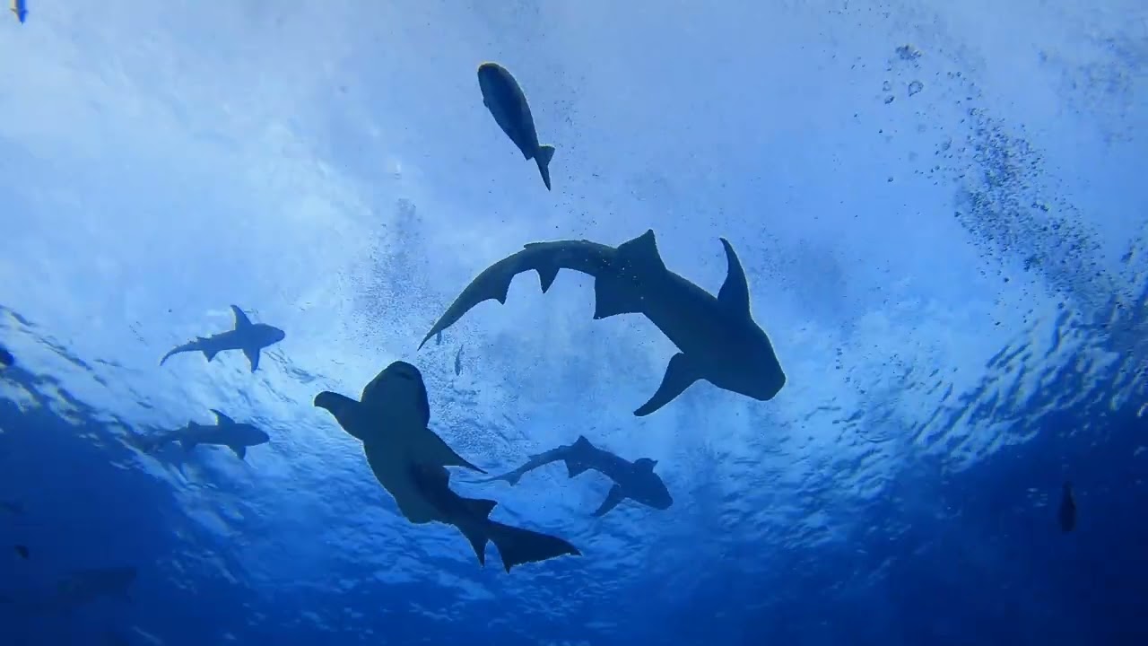 Nurse Sharks - Dhigurah Maldives - February 2022