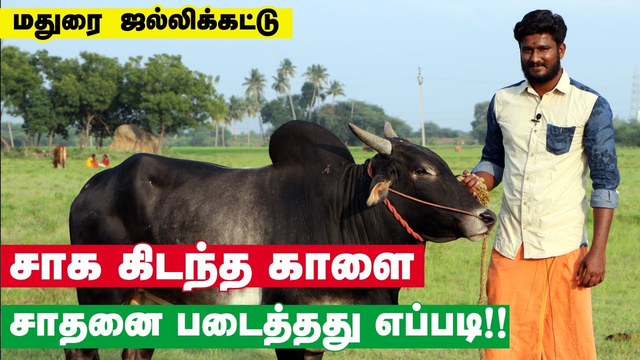 JALLIKATTU BULL TRAINING | ஜல்லிக்கட்டு 2020 பயிற்சி  - JALLIKATTU KAALAI VALARPU