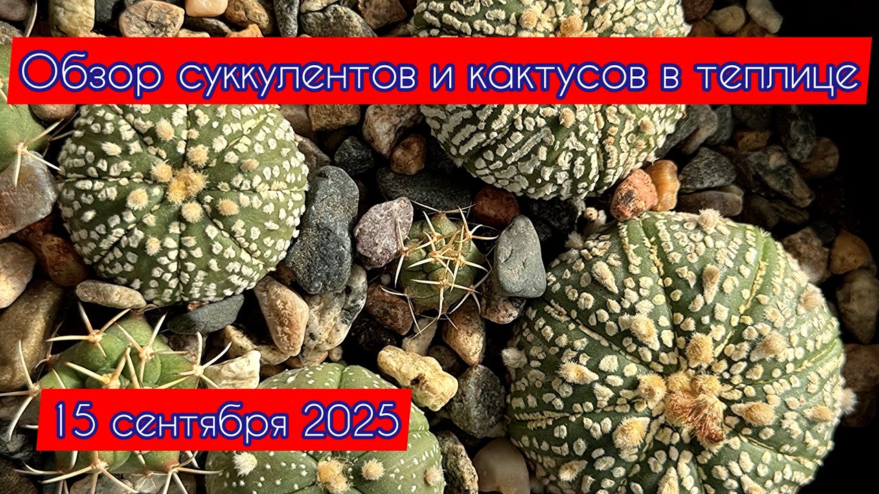 Обзор суккулентов и кактусов в теплице 
