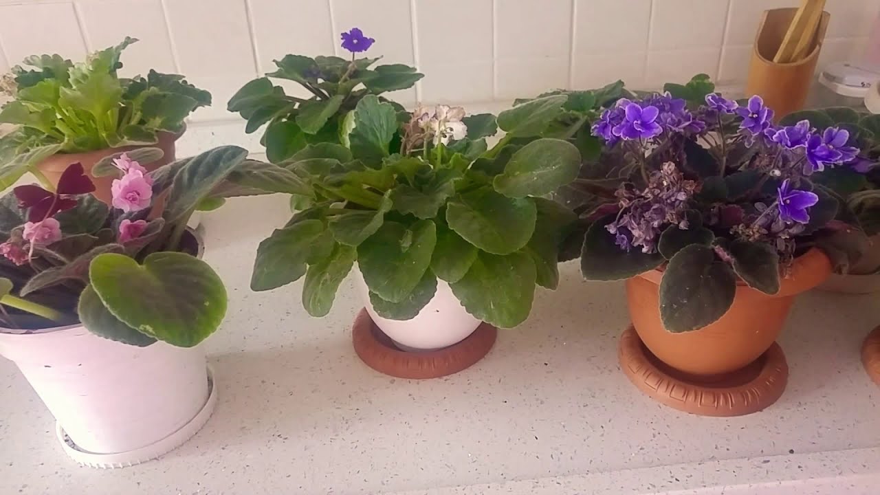Menekşe bakımı. Menekşelerde gençleştirme ve budama işlemi nasıl yapılır? Violent flowers