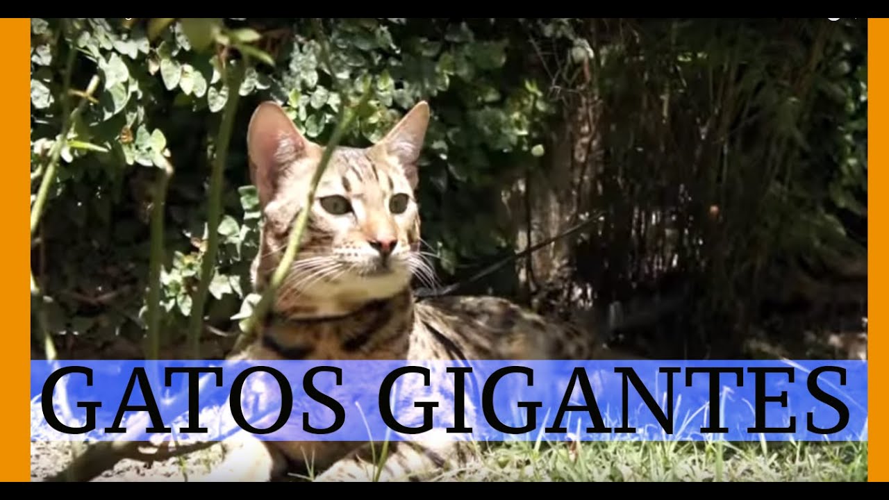 Los exóticos gatos SAVANNAH