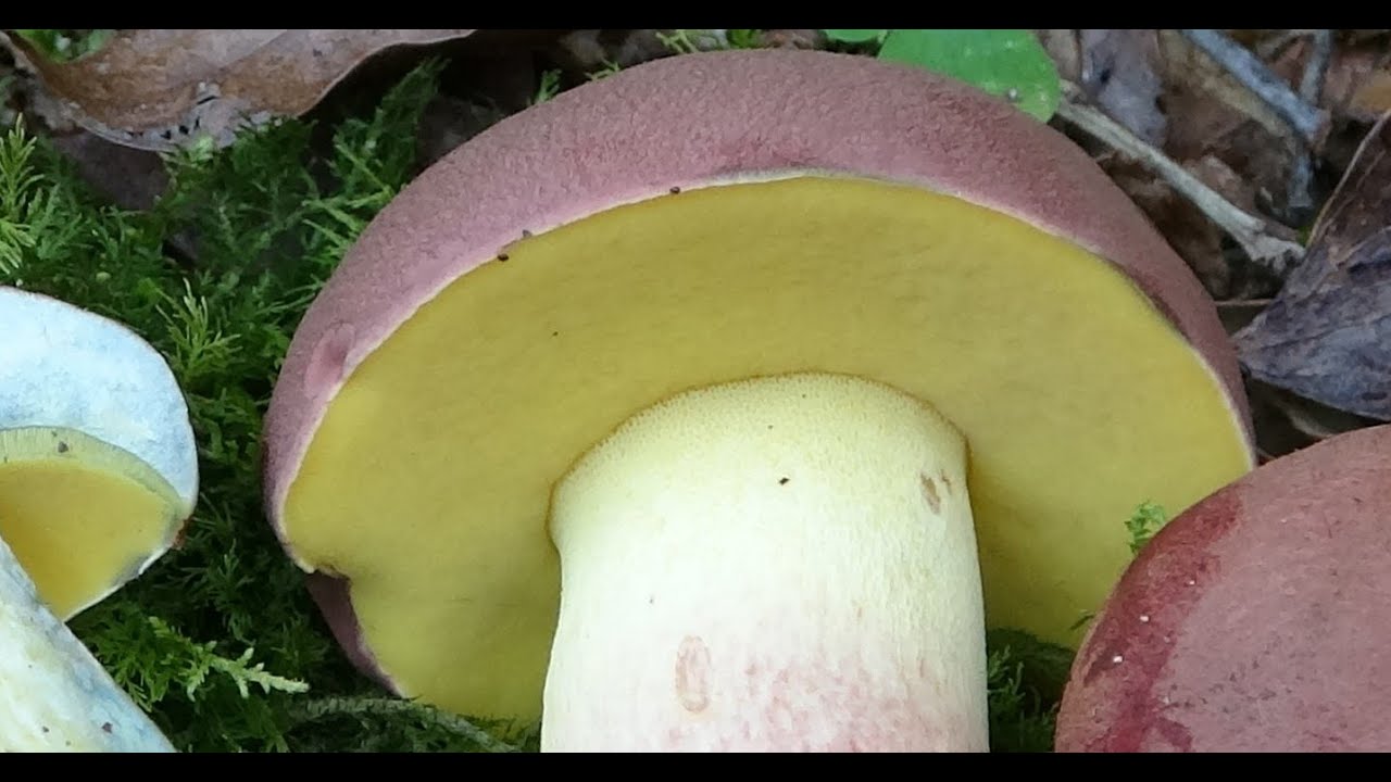Butyriboletus pseudoregius