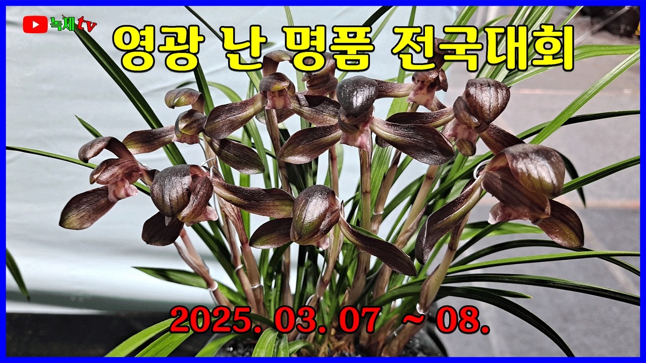 영광에서 열린 명품 난 전국 전시대회를 다녀 왔습니다.