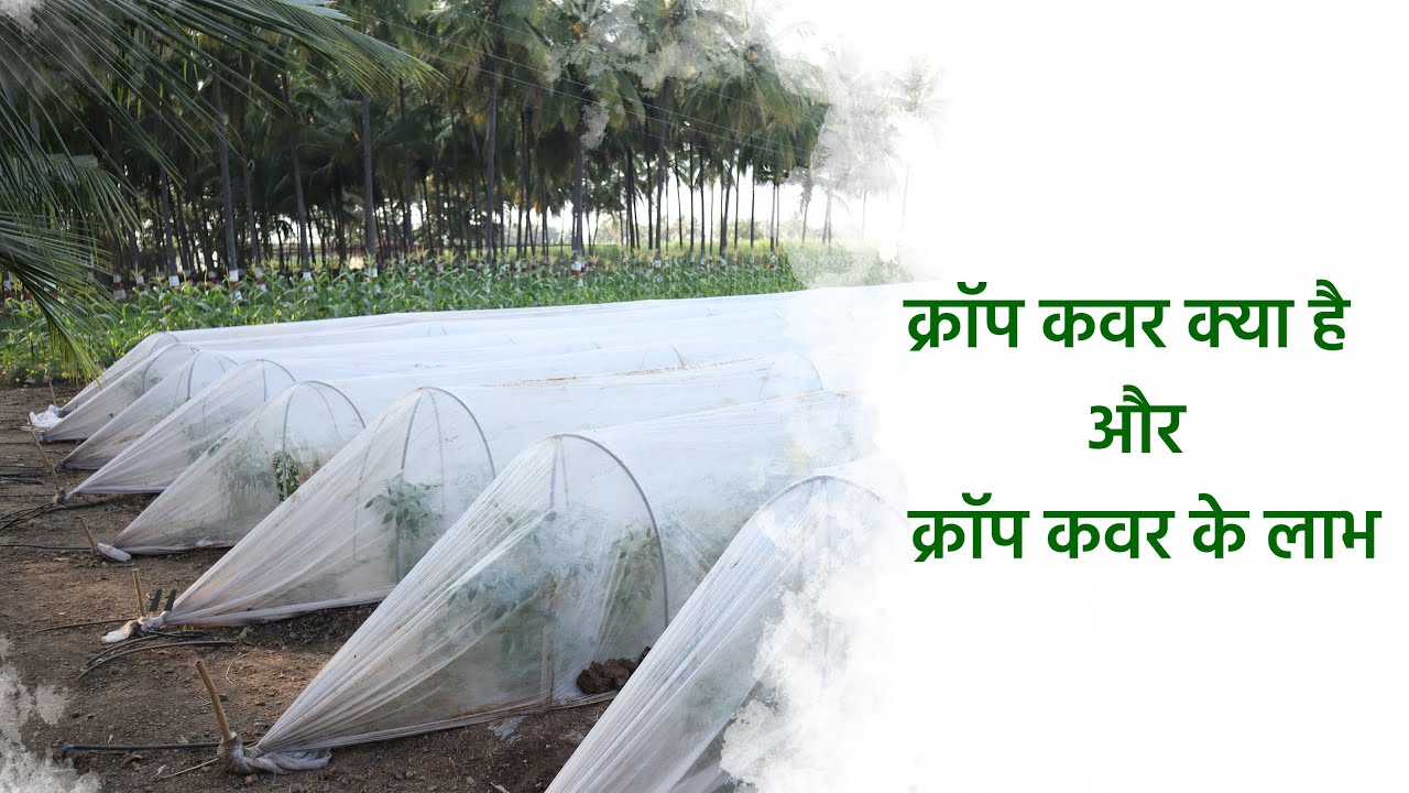 क्रॉप कवर क्या है |  क्रॉप कवर के फायदें | What is crop cover | Benefits of crop cover