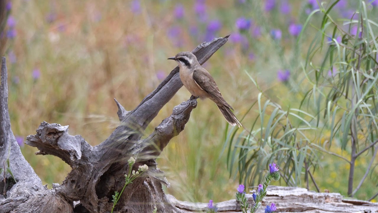 Birds of Lake Cargelligo District