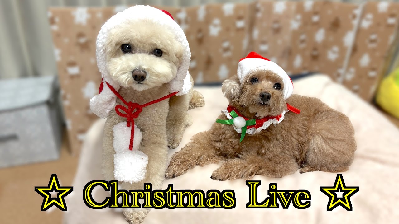 クリスマスLIVE🎄2025