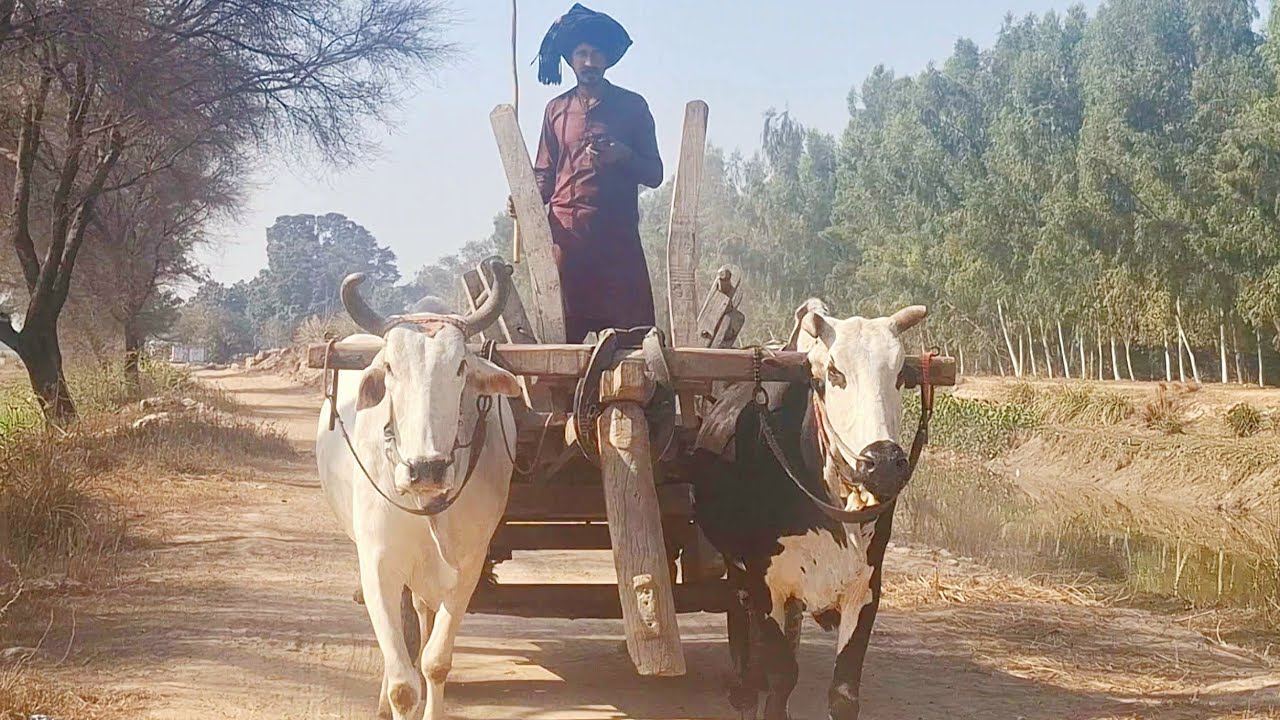 Unseen village lifestyle in punjab pakistan | Unique village lifestyle | Traditional and old punjab