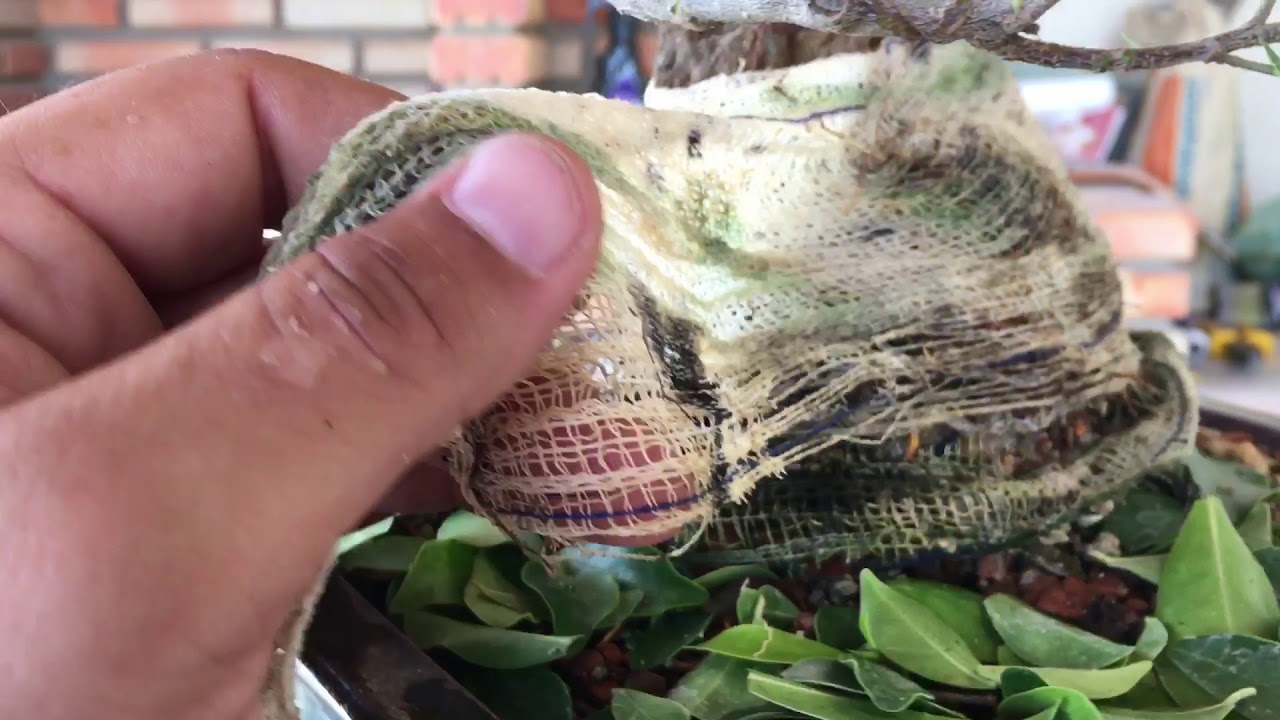 Atualizando fícus na pedra !