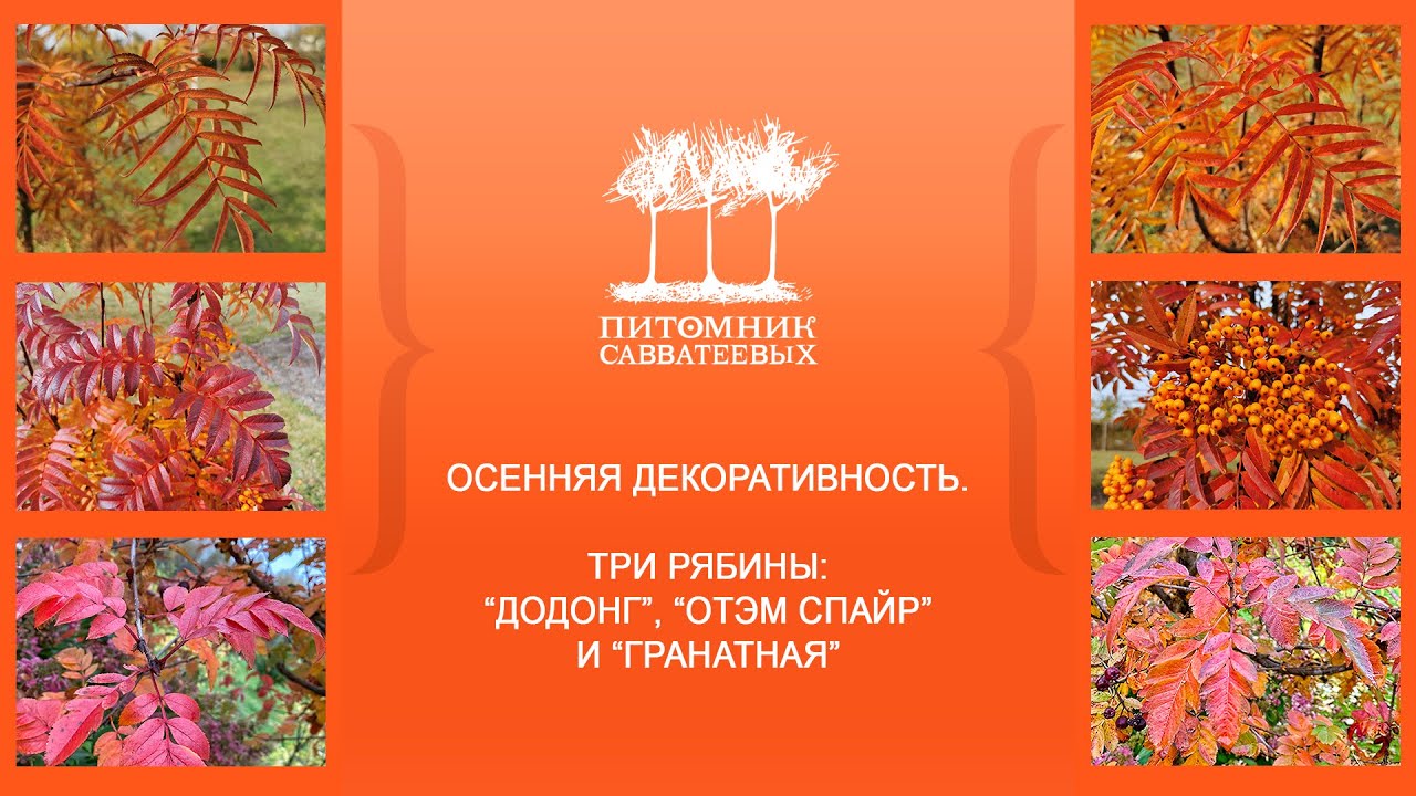 Осенняя декоративность. Три рябины: “Додонг”, “Отэм Спайр” и “Гранатная”.
