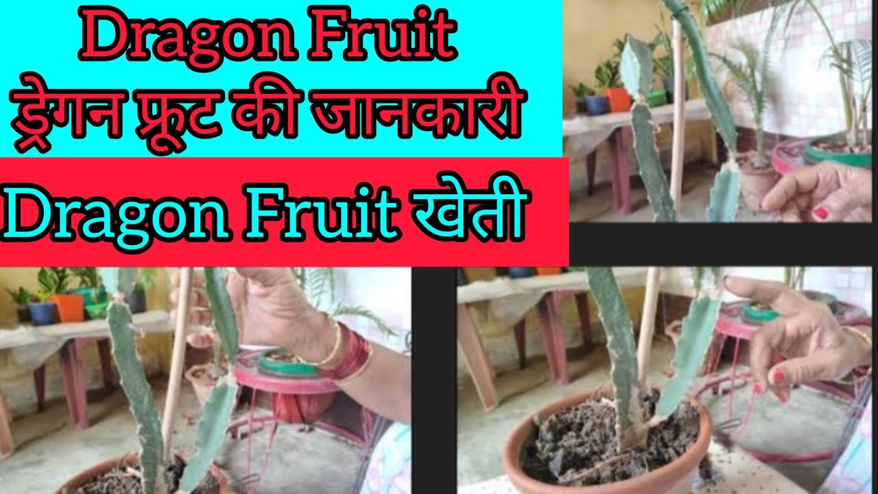 How to Grow Dragon Fruit cutting/ड्रैगन फ्रूट को कटिंग से कैसे लगाये