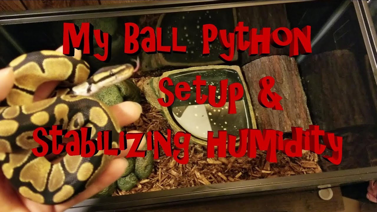 My Ball Python setup and stabilizing humidity