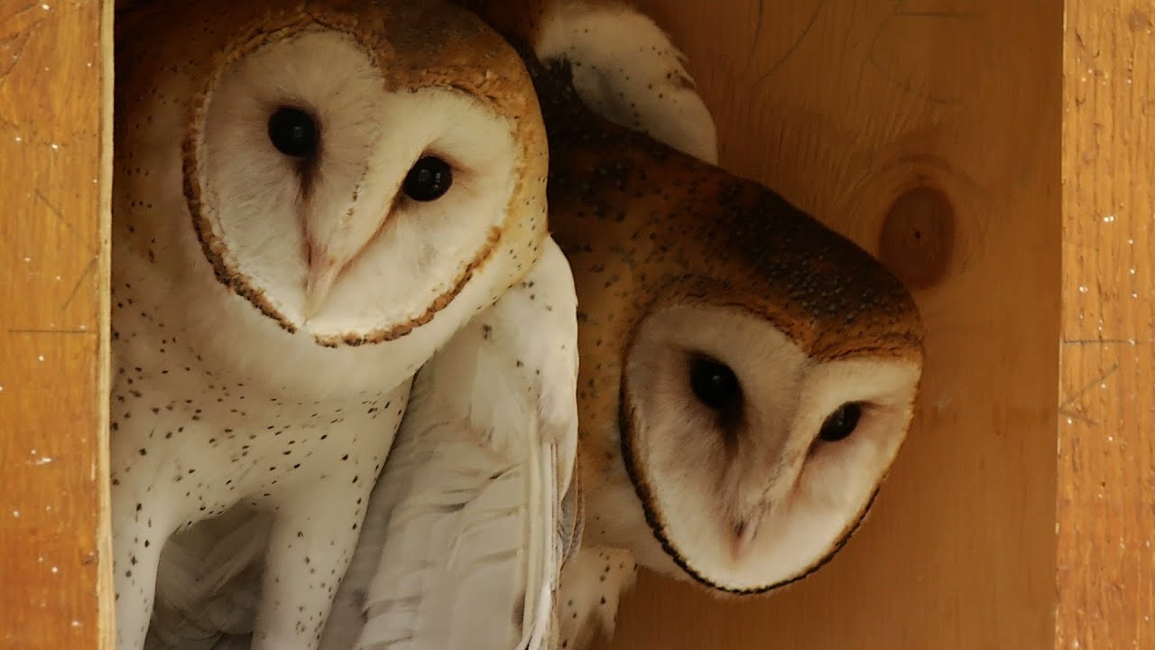 Wildlife Rehab
