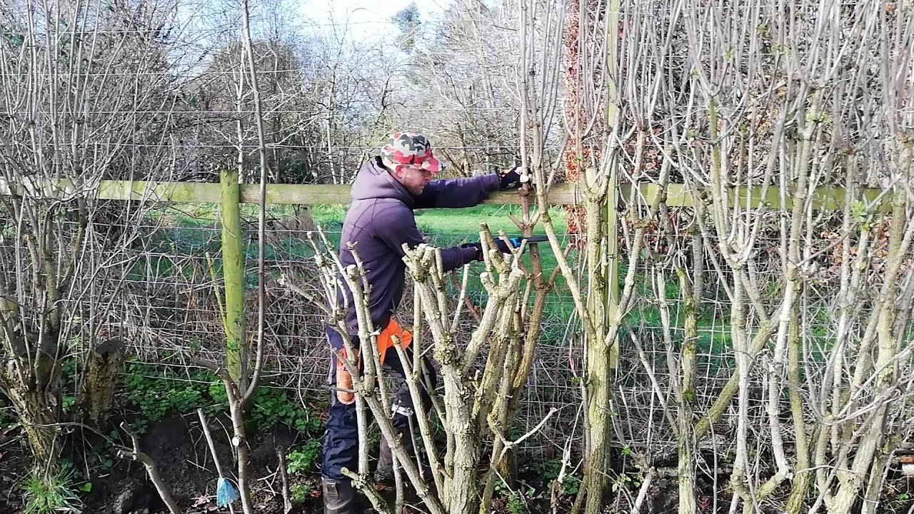 Elder HEDGE REDUCTION To Create More Privacy